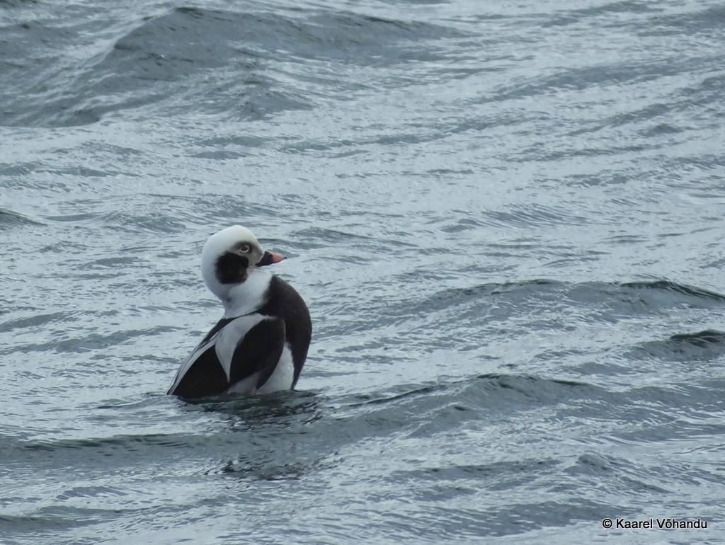 Vogelbeobachtung mit Estonian Nature Tours
