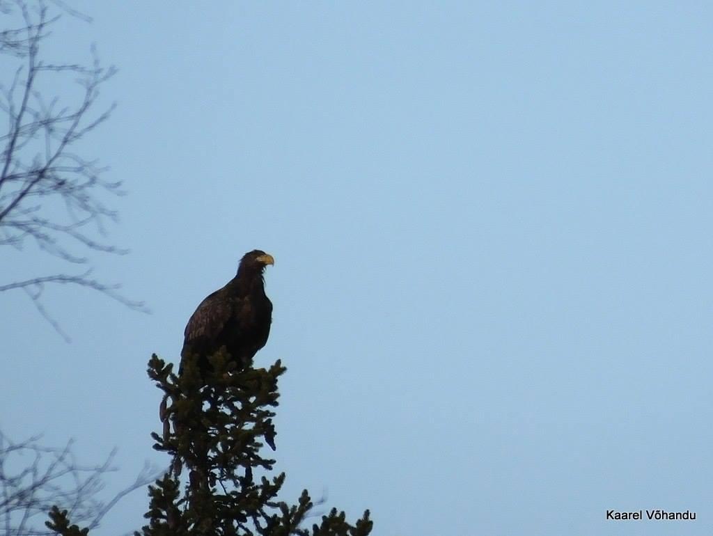 Vogelbeobachtung mit Estonian Nature Tours