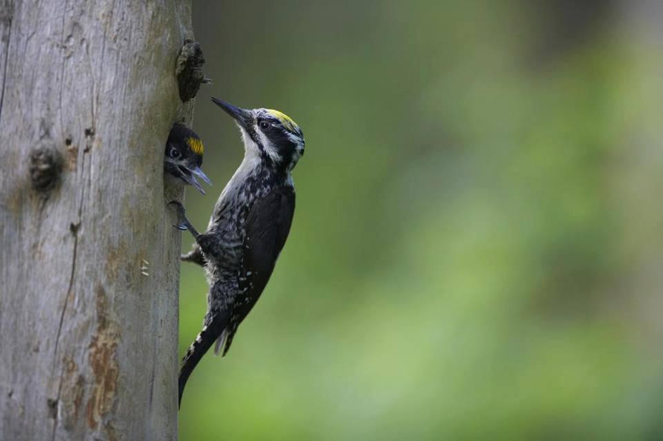Vogelbeobachtung mit Estonian Nature Tours