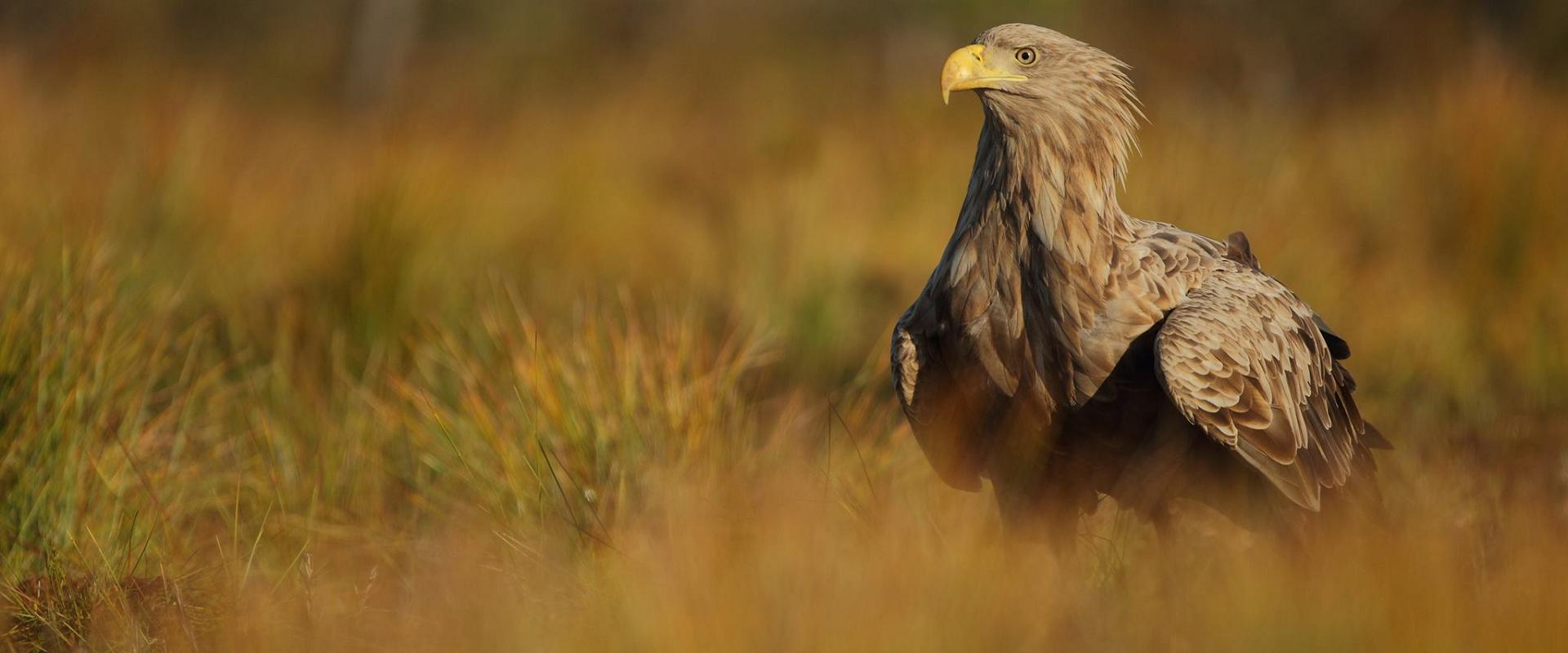 Vogelbeobachtung mit Estonian Nature Tours