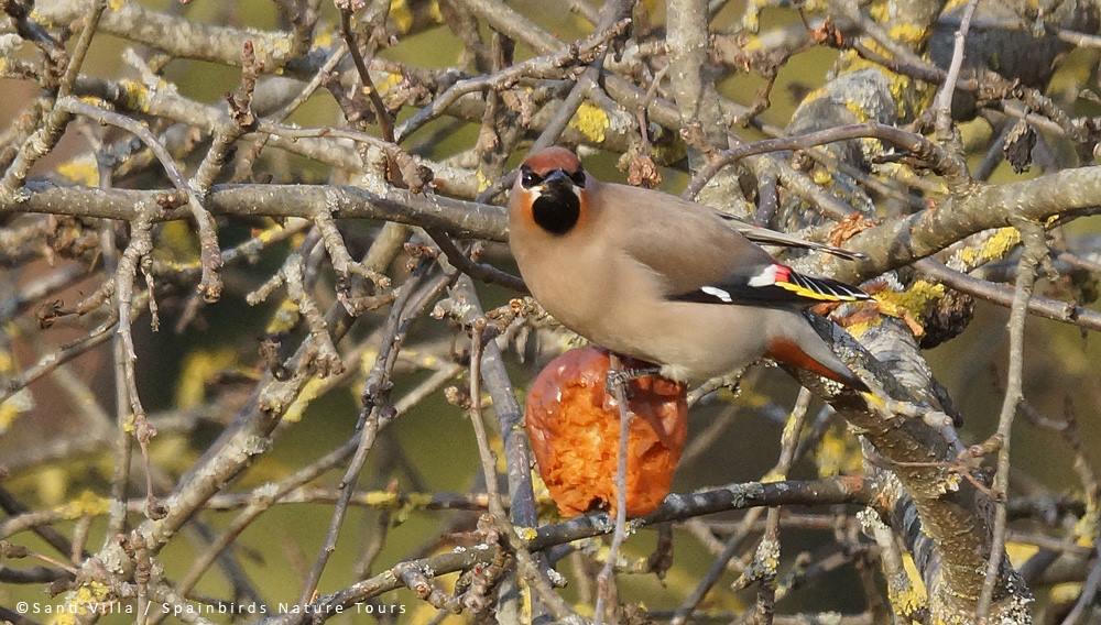 Vogelbeobachtung mit Estonian Nature Tours