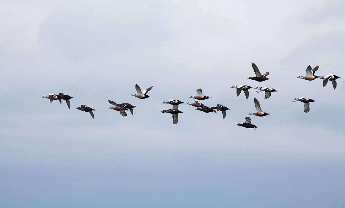Vogelbeobachtung mit Estonian Nature Tours