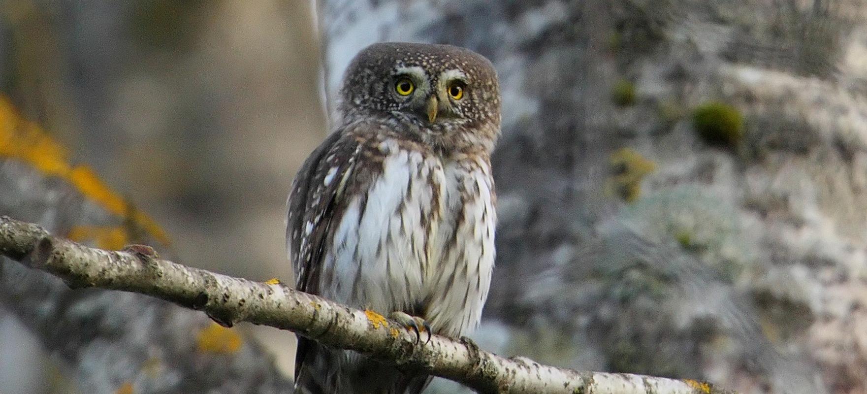Vogelbeobachtung mit Estonian Nature Tours