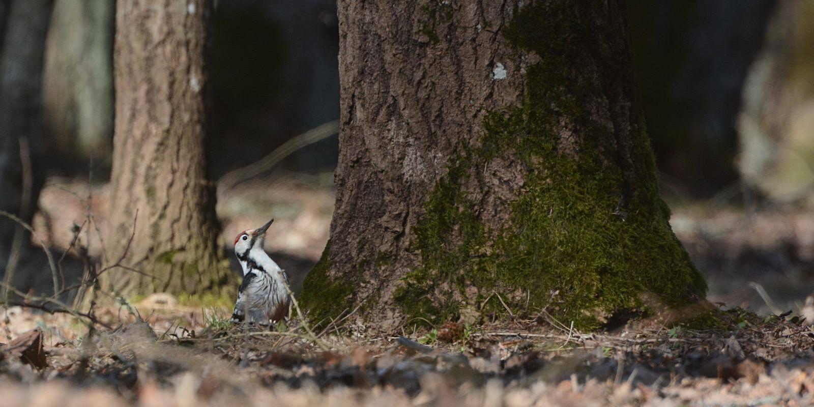 Vogelbeobachtung mit Estonian Nature Tours