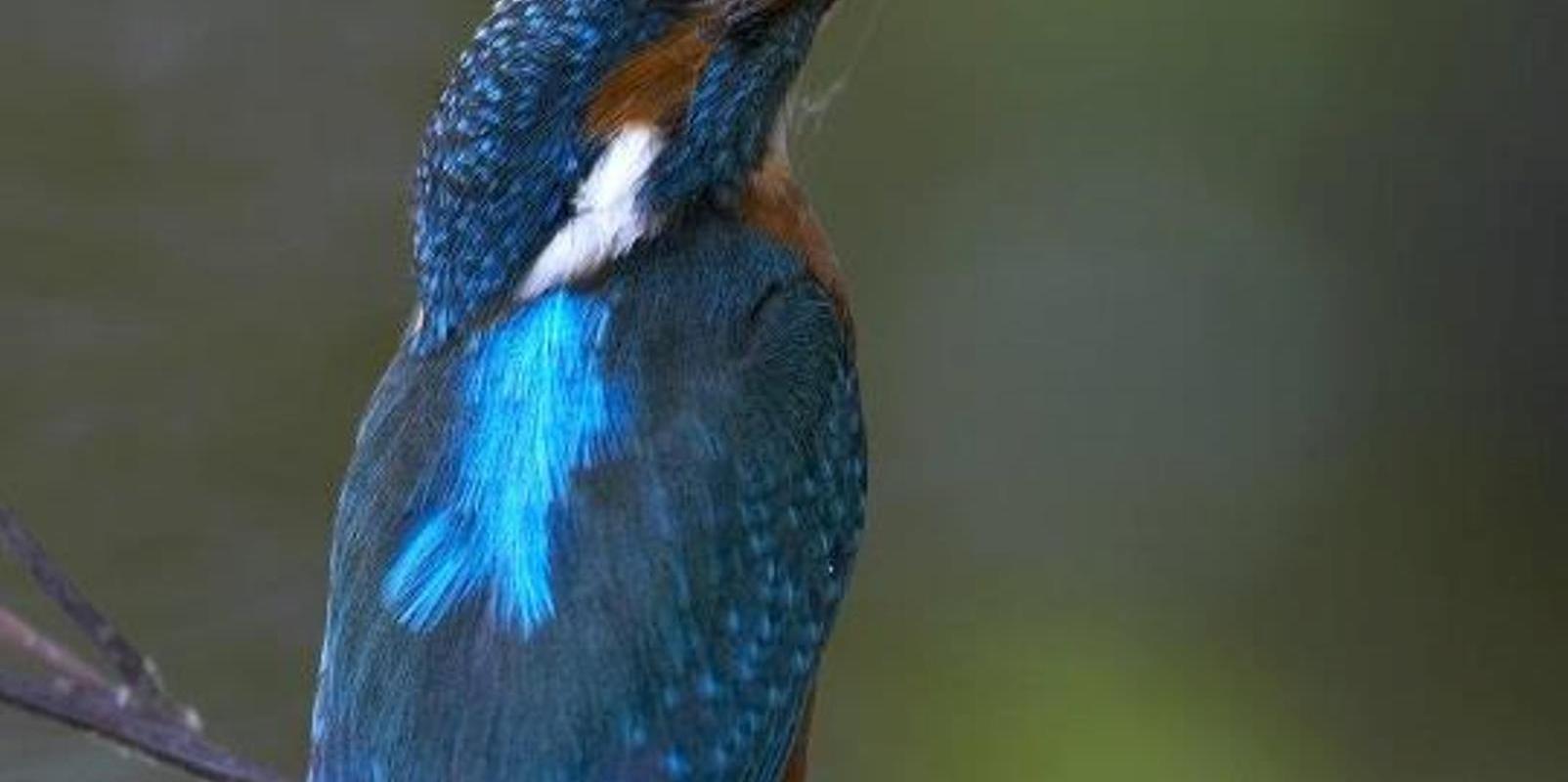 Vogelbeobachtung mit Estonian Nature Tours