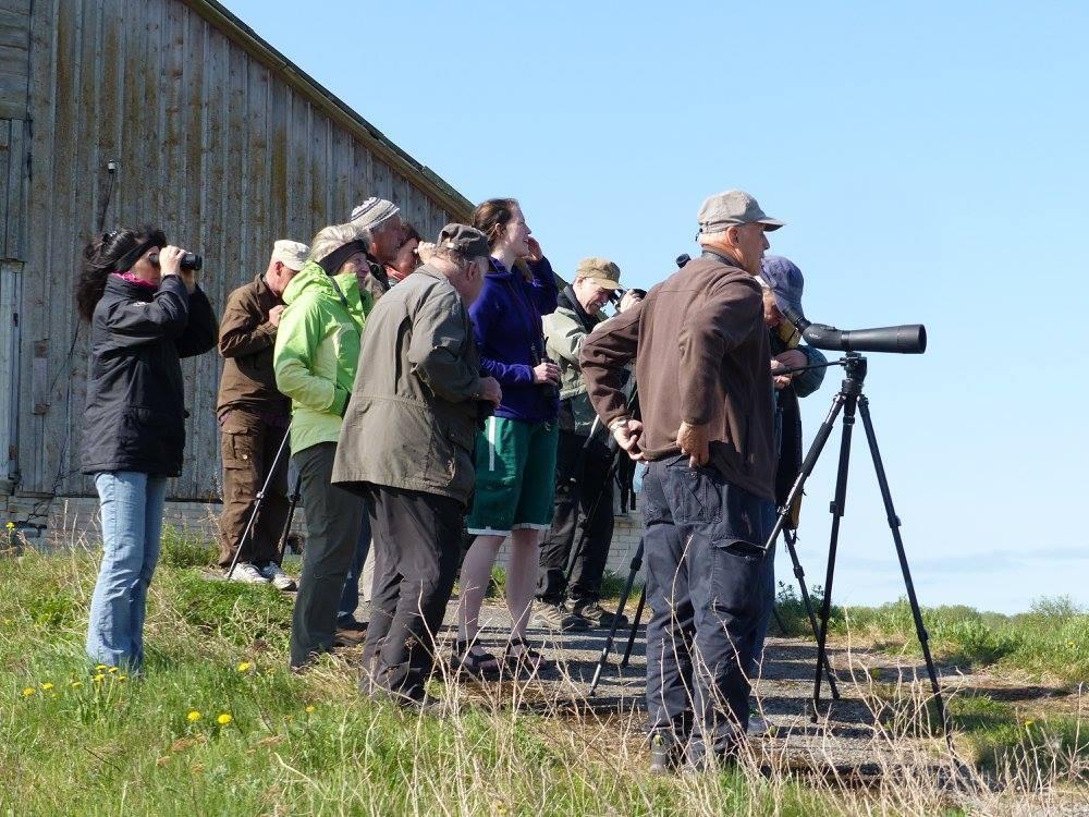 Vogelbeobachtung mit Estonian Nature Tours