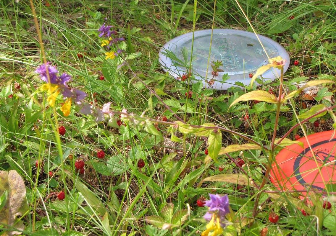 Järve talu aktiivpuhkekeskuse discgolf