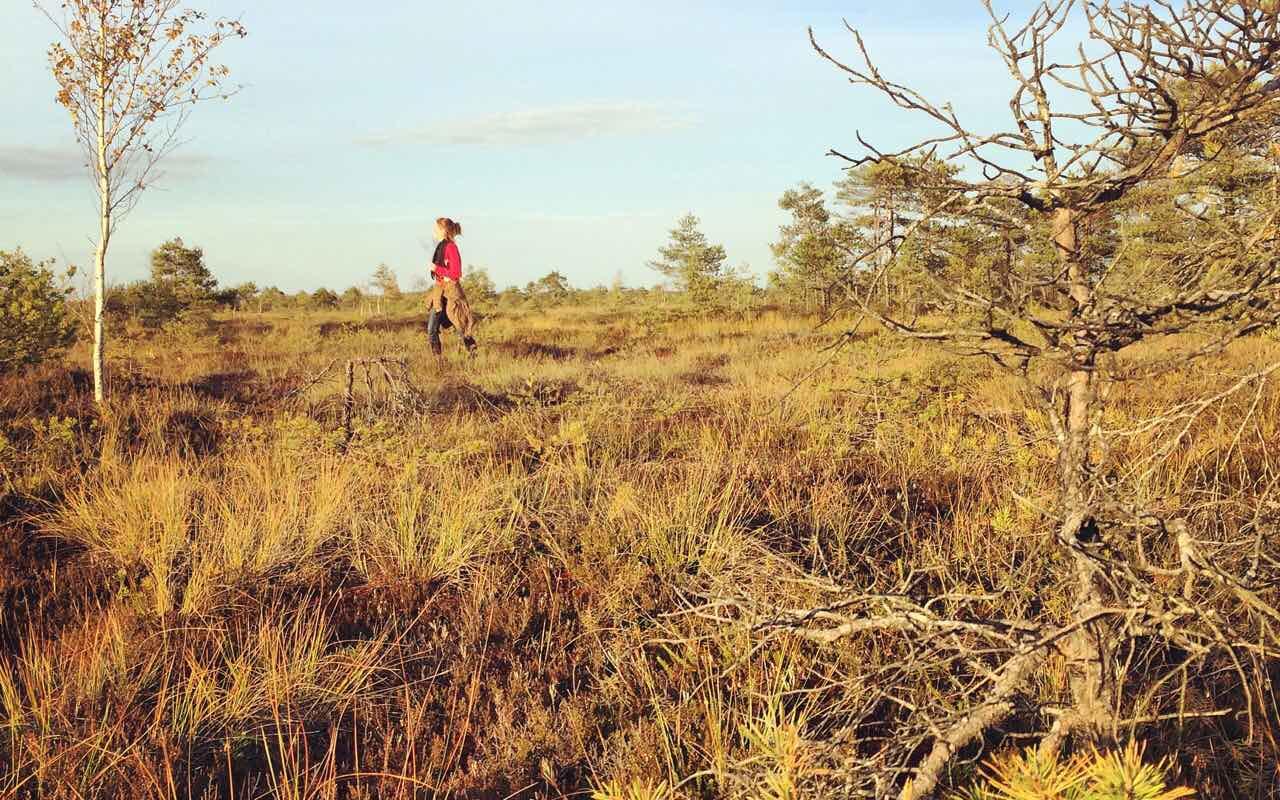 Kanuu.ee Rundfahrt im Safariwagen mit Fußwanderung in Kõrvemaa