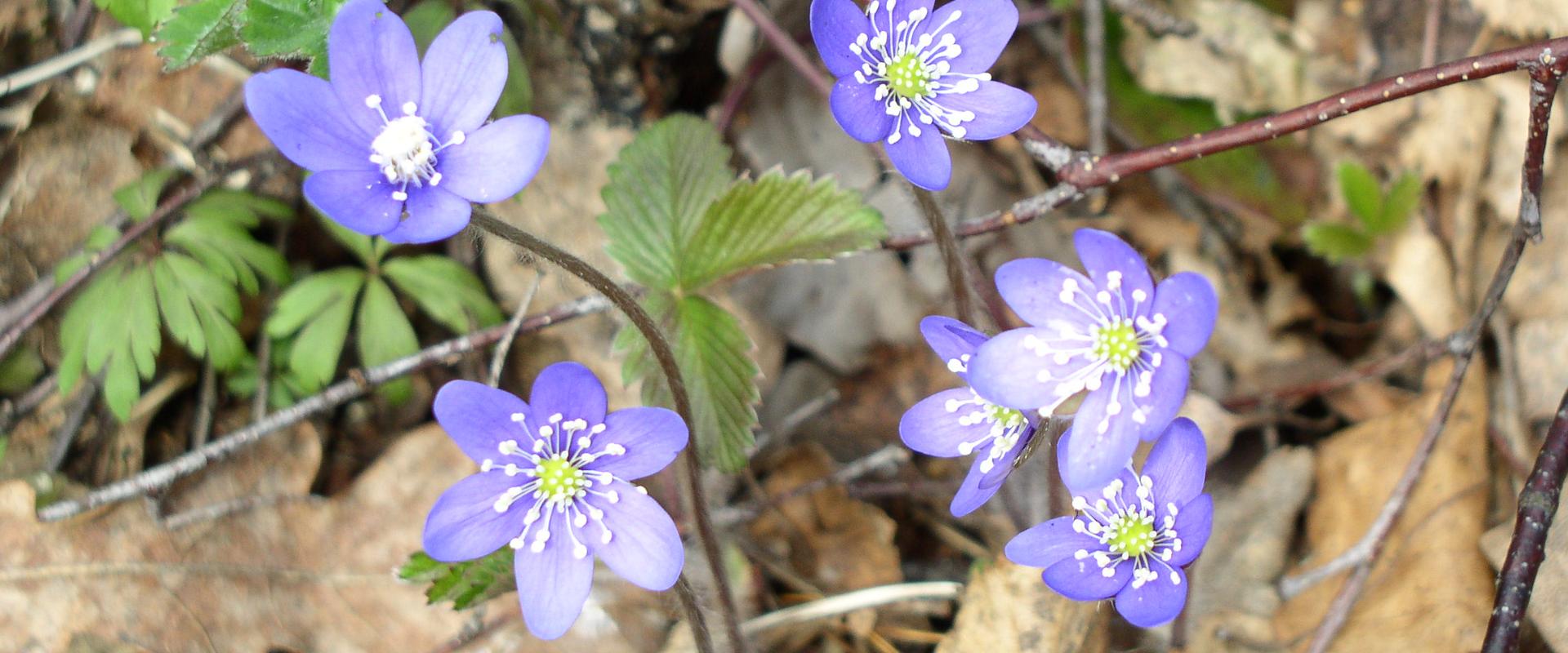 Saarte Terviserajad, Naturpfad Saareküla