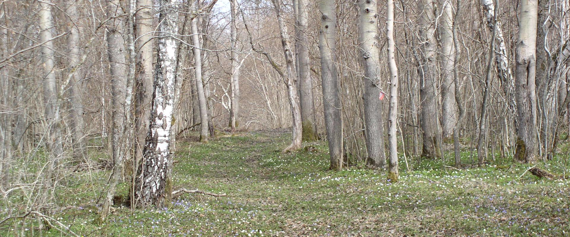 Health tracks and nature trail in Saareküla