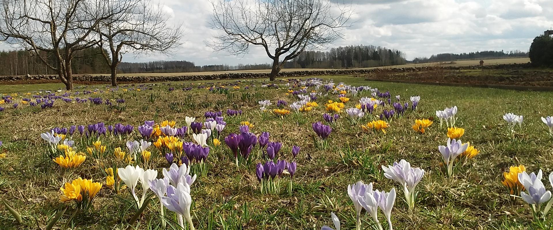 Der Garten auf dem Bauernhof Mikko