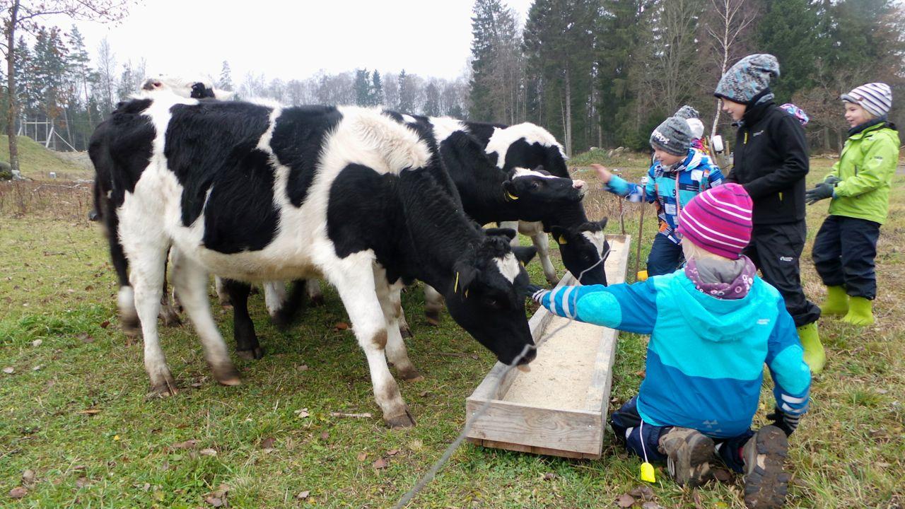 Diena "Mikumardi" lauku piedzīvojumu parkā