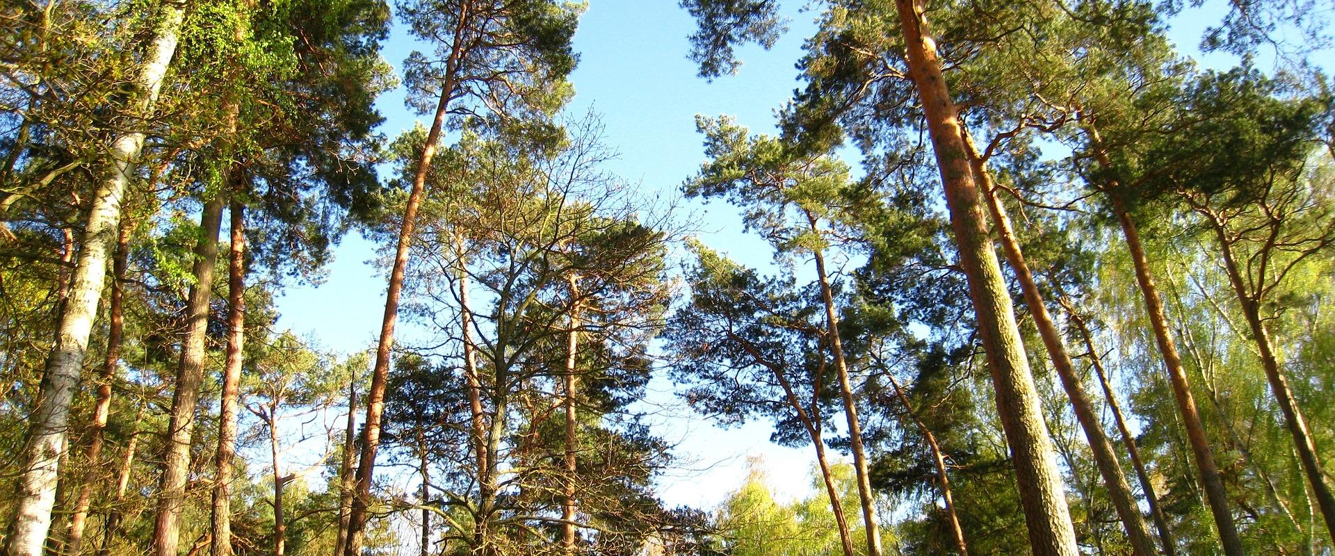 Mountain bike trails in the pine forests of Jõulumäe Sports and Recreation Centre