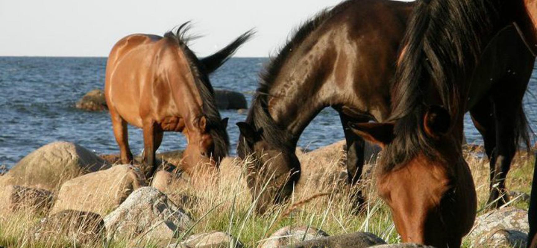 Horseback rides in the wild by Arma Equestrian Farm