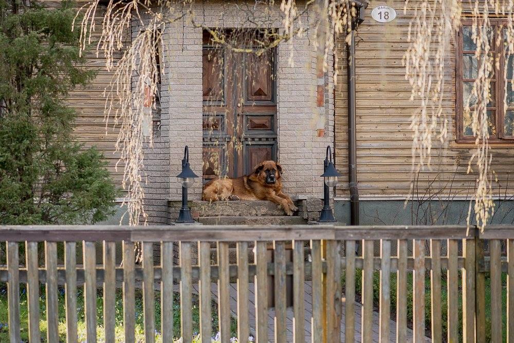 Supilinnas pilsētas daļa ar koka ēkām un brīnišķīgu vidi, draudzīgs suns atpūšas uz koka mājas kāpnēm