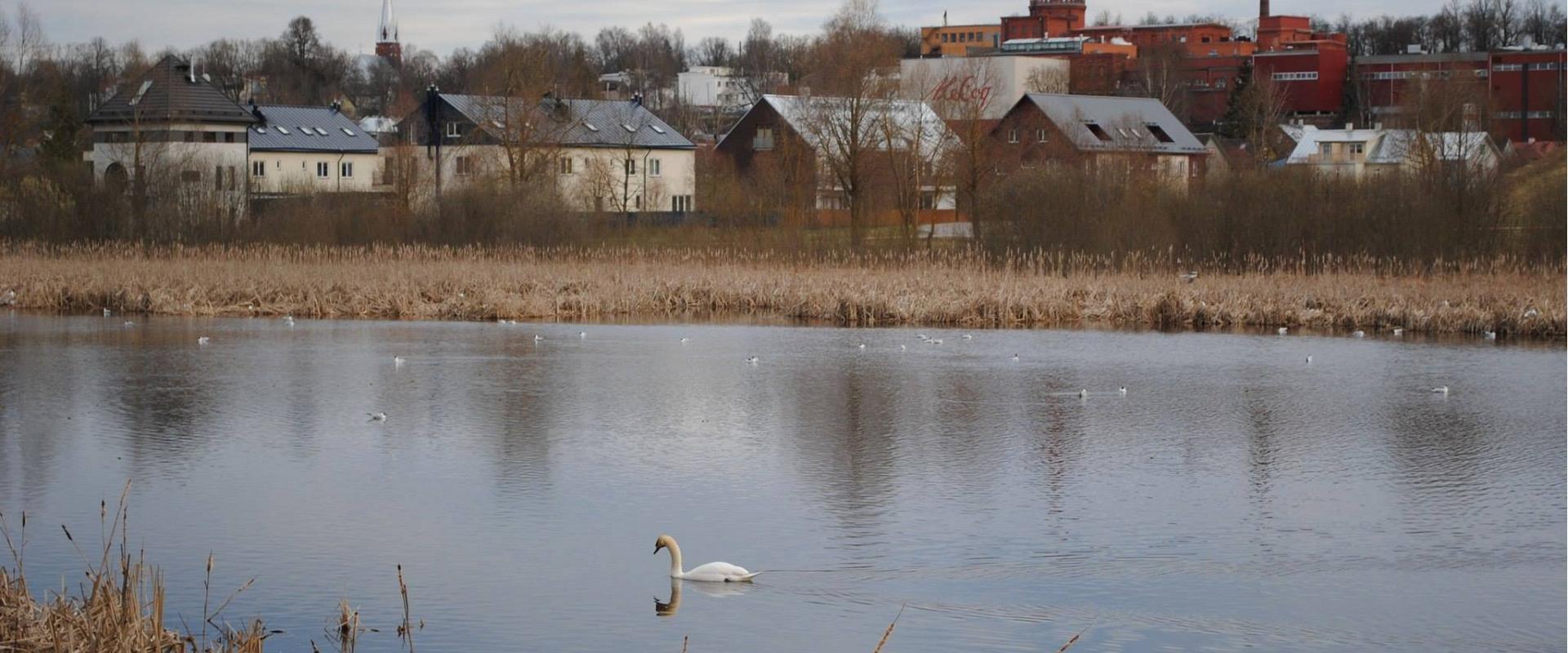 Suppenstadt – eine milieuwerte Holzstadt und ein Froschteich, der ein Brutplatz für Vögel ist