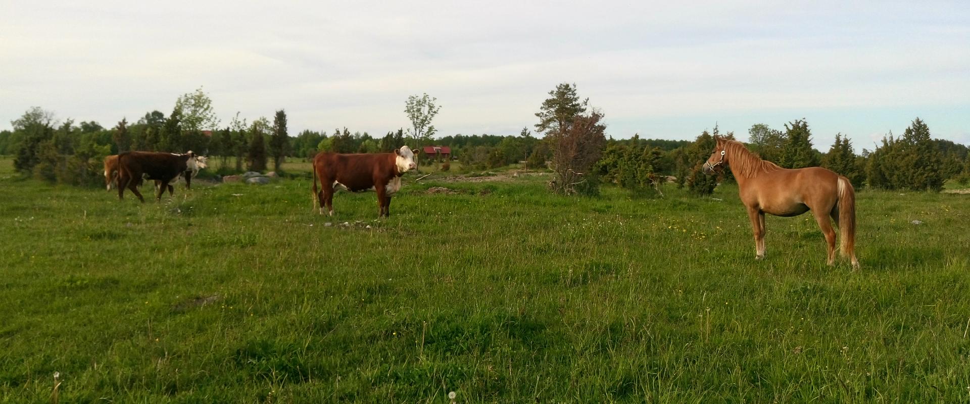 Antsu Turismitalu - elu maal: päike, meri ja loomad