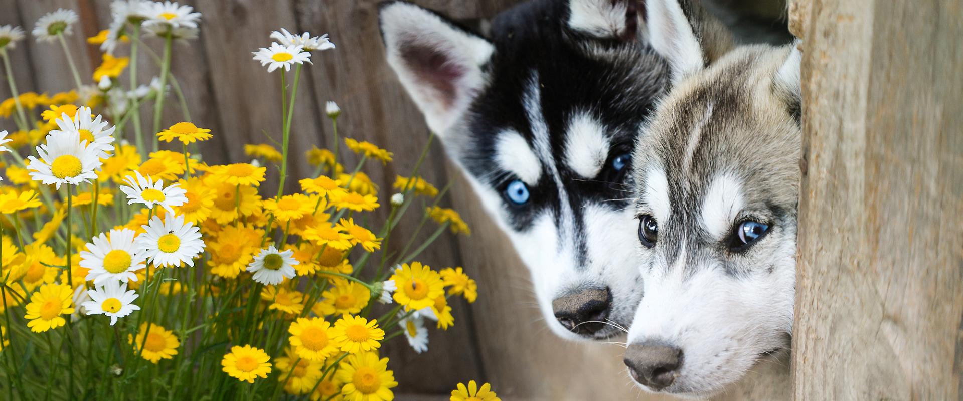 Vetokoirien perhetila Huskypark - odotamme sinua kylään!