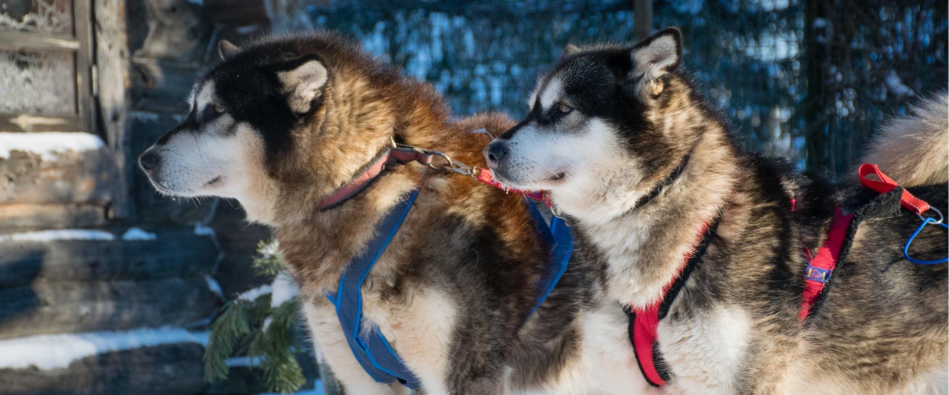 Vetokoirien perhetila Huskypark - odotamme sinua kylään!