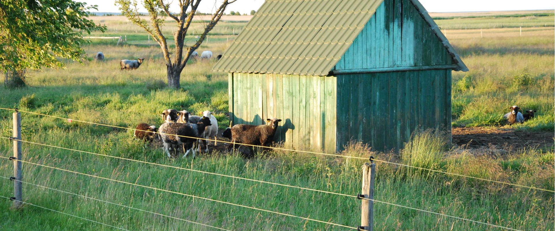 Local animals of Manija Island - sheep