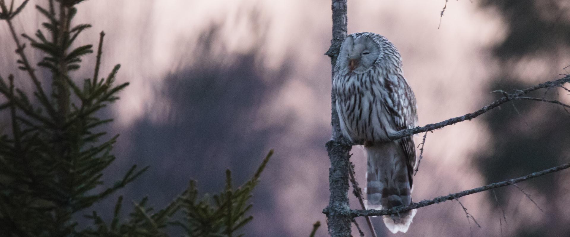 This guided tour is a great introduction to Estonia’s birdlife and suitable for both regular birdwatchers, nature lovers or people who just want to sp