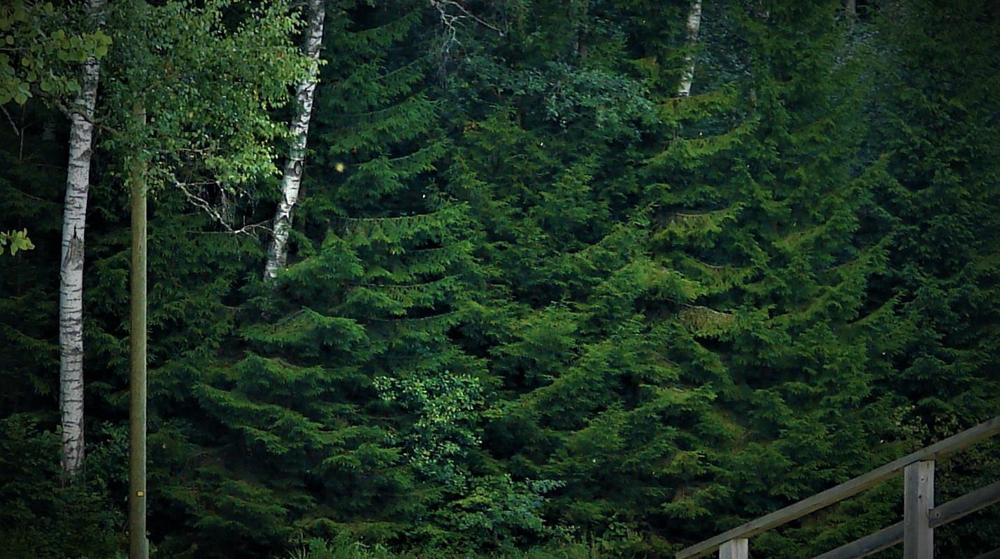 Die Wanderwege und Loipen des Freizeitrums Holstre-Polli