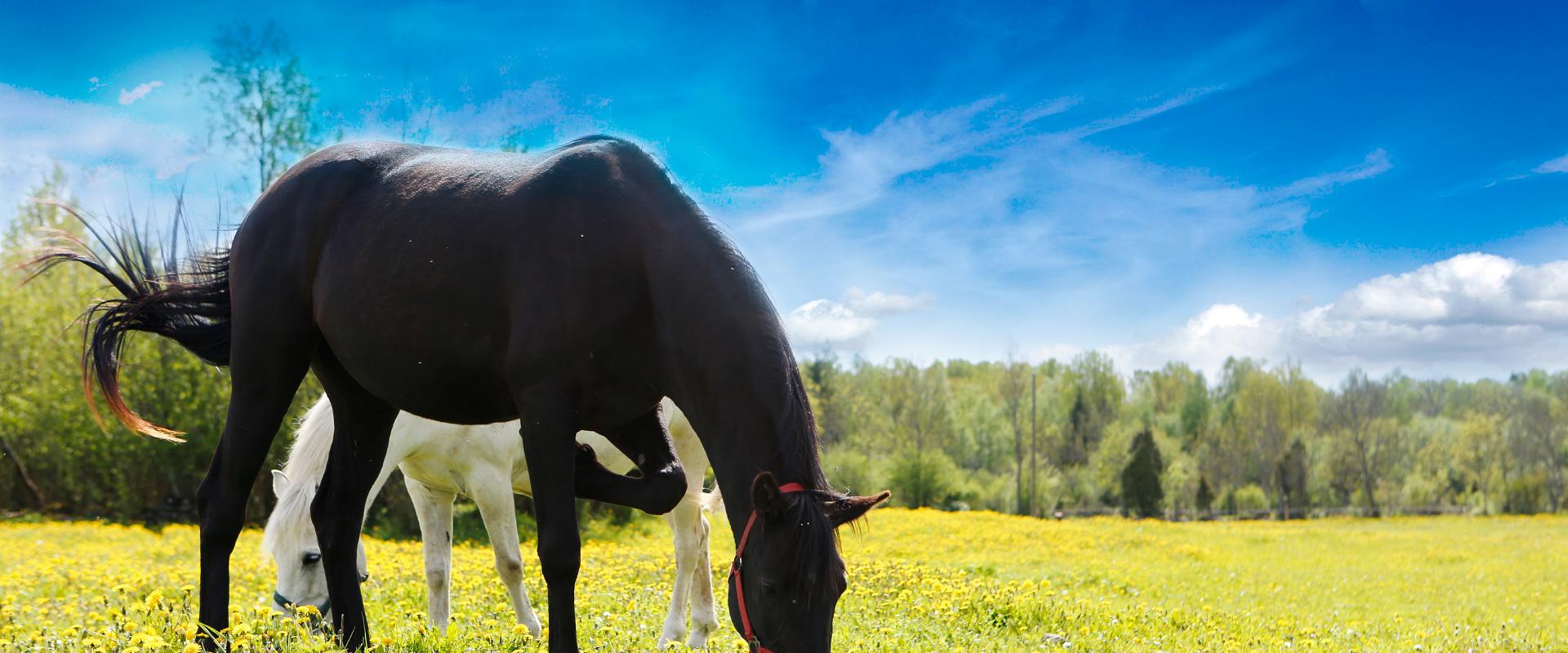 Mounted trips at Juurimaa Stables