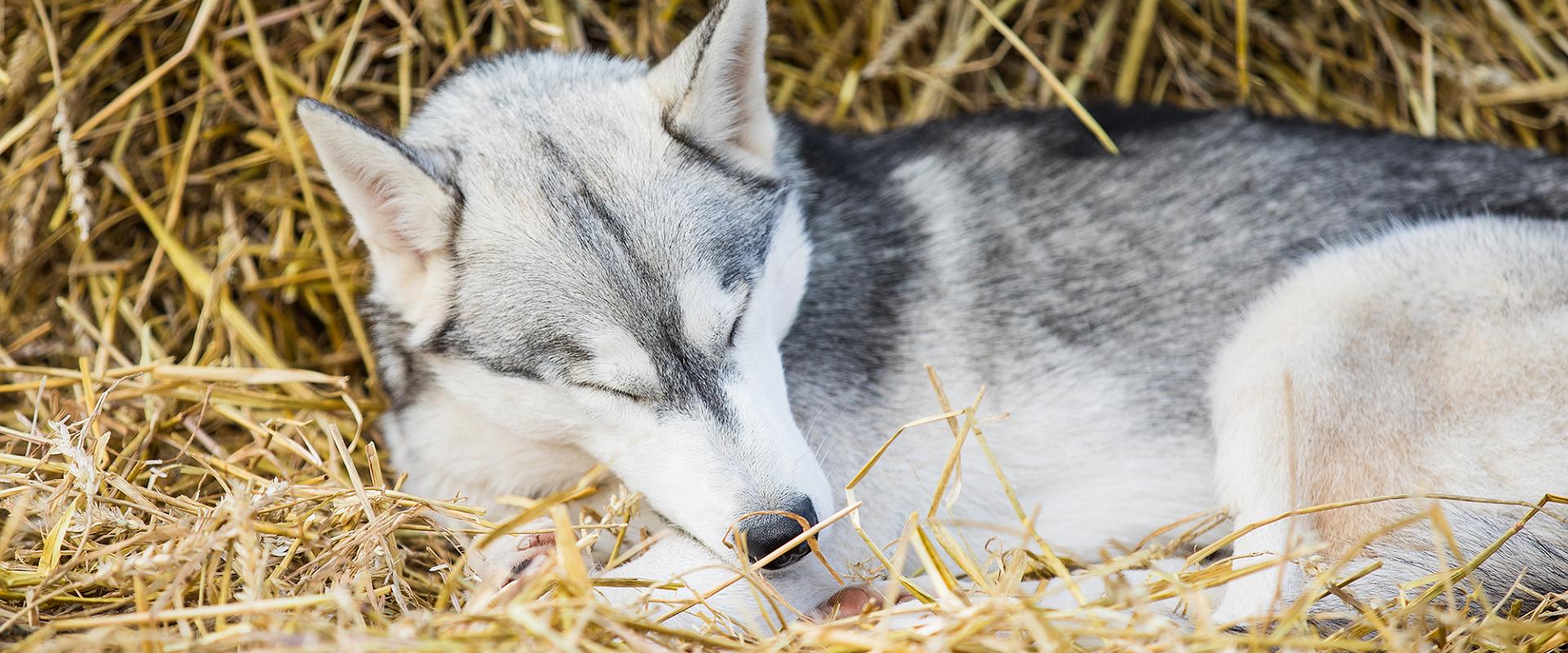 Vetokoirien perhetila Huskypark - odotamme sinua kylään!