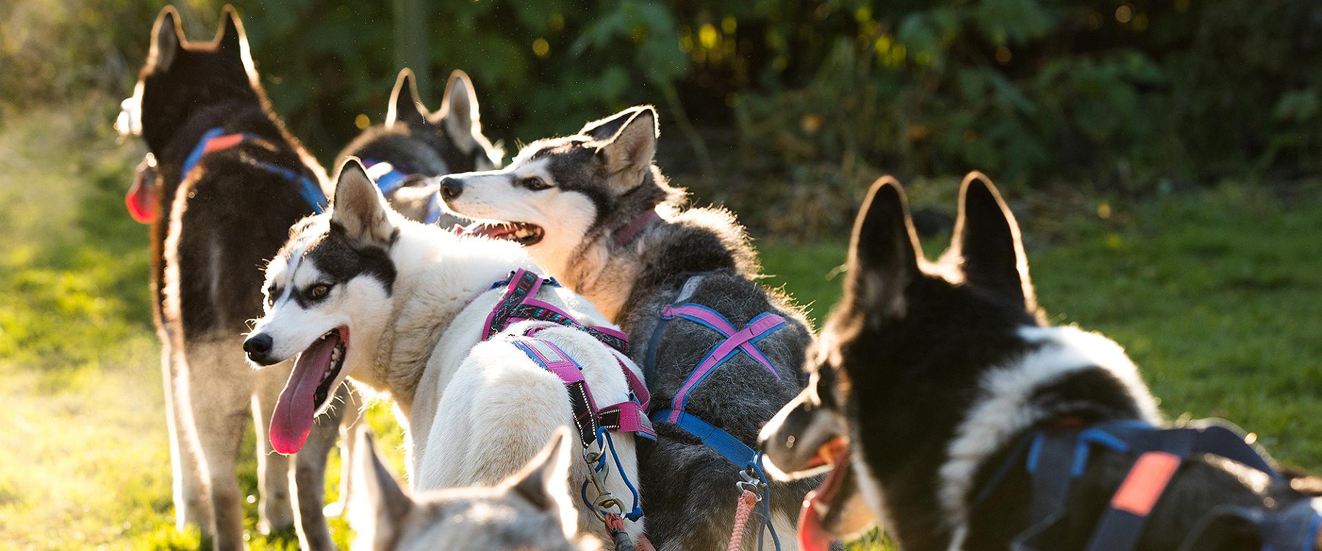 Vetokoirien perhetila Huskypark - odotamme sinua kylään!