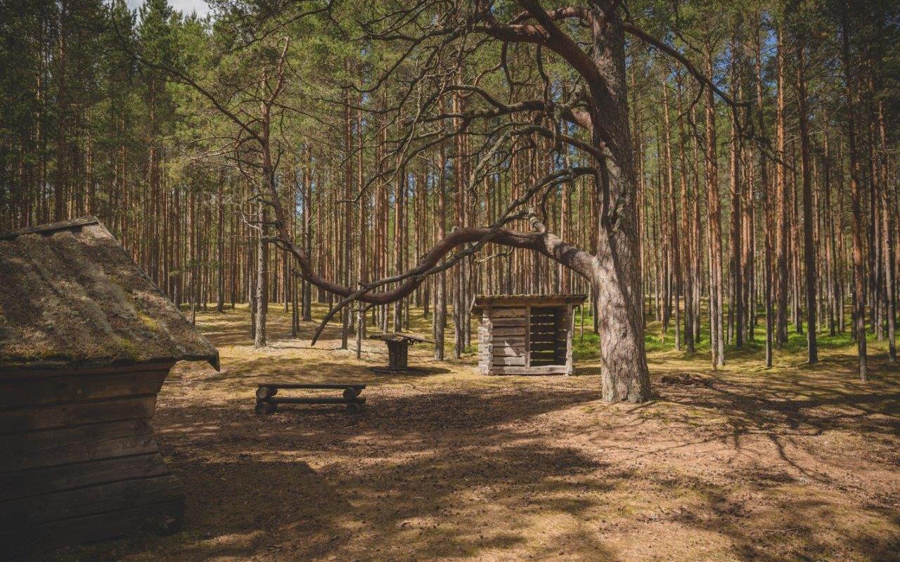 Mountain bike trails in the pine forests of Jõulumäe Sports and Recreation Centre