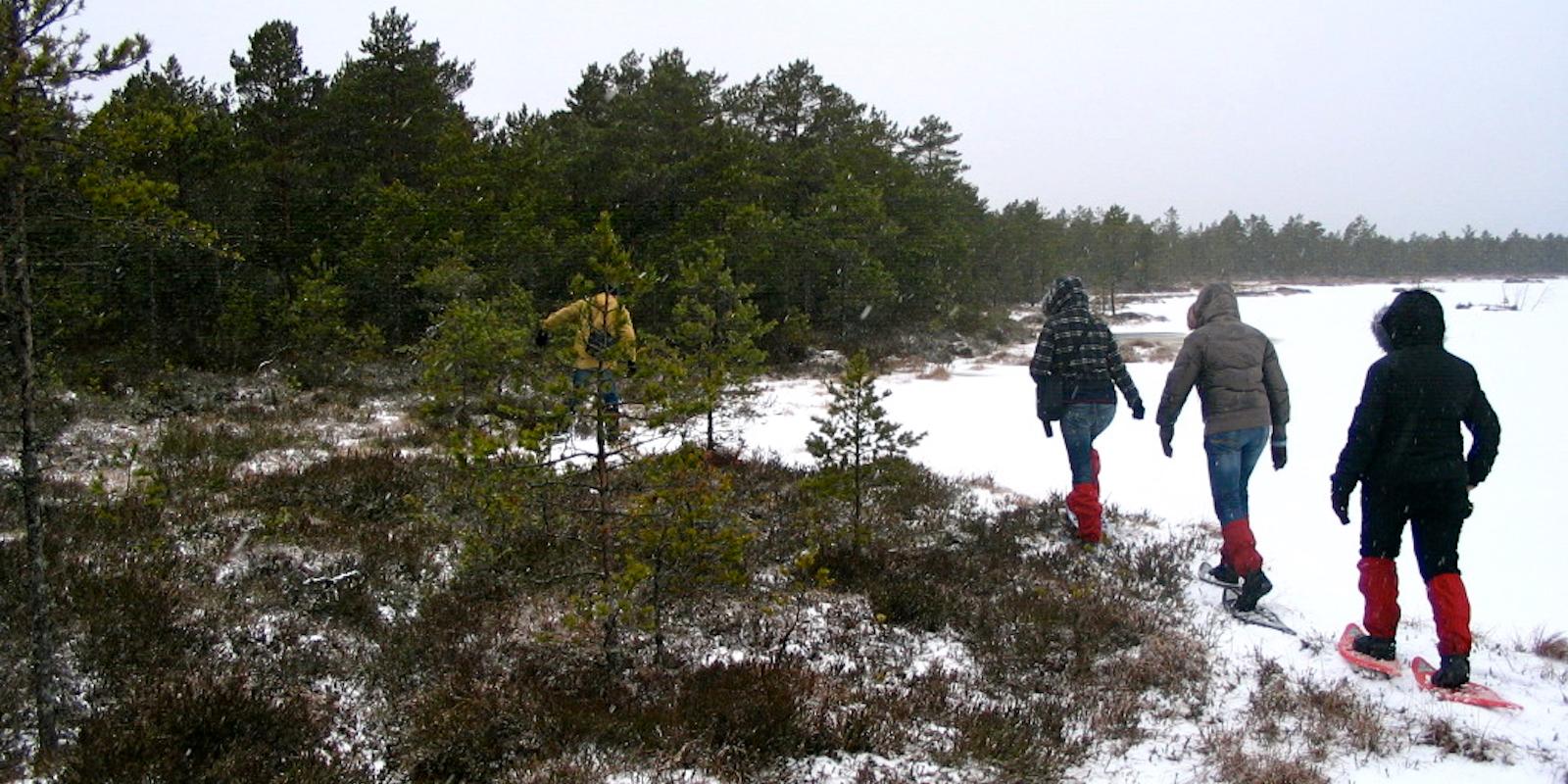 Bogshoe hiking in Koitjärve bog