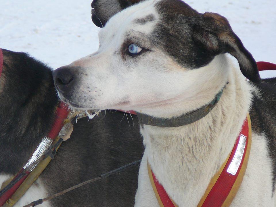 Hundegespannfahrten mit Schlittenhunden von Mutimuudi