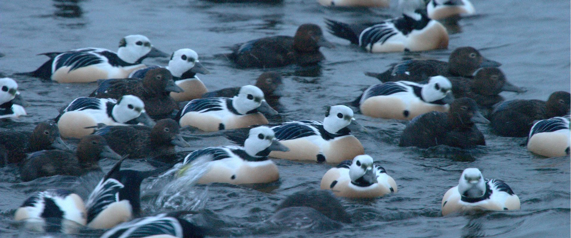 About 1000 Steller´s Eiders winter in West-Estonian coastal waters. In Early spring they come closer to shore and are easier to see. At the same time 