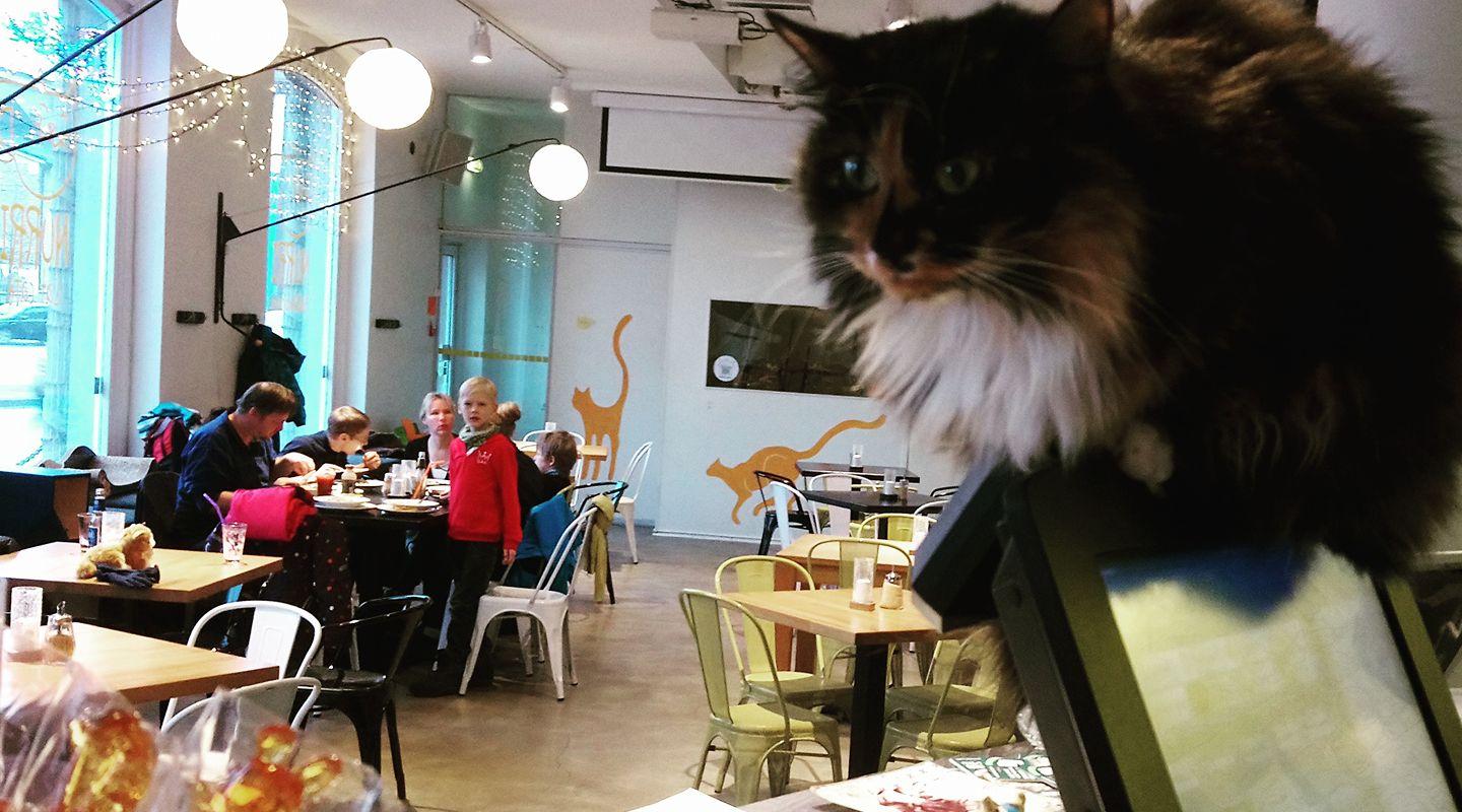 Katzencafé Nurri