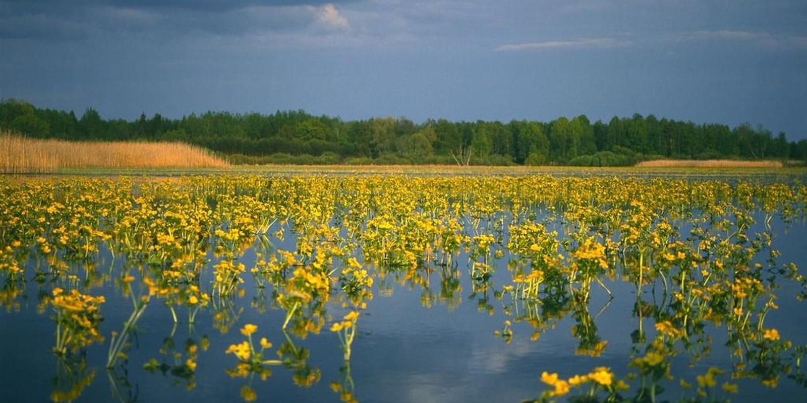 Naturschutzgebiet Alam-Pedja, das im Jahr 1994 gegründet wurde, ist eines der größten Schutzgebiete in Estland und gehört zu den Natura 2000 Schutzgeb