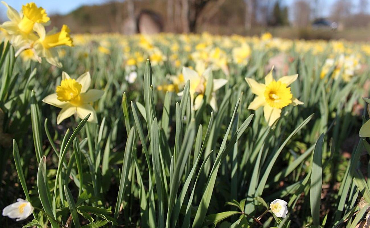 Sookalduse daffodil field