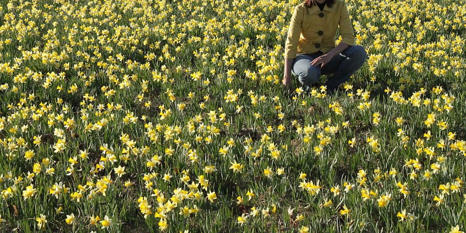 Sookalduse daffodil field