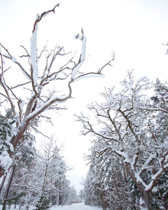 Voore talli saani- ja reesõidud Raplamaal või tellimussõidud