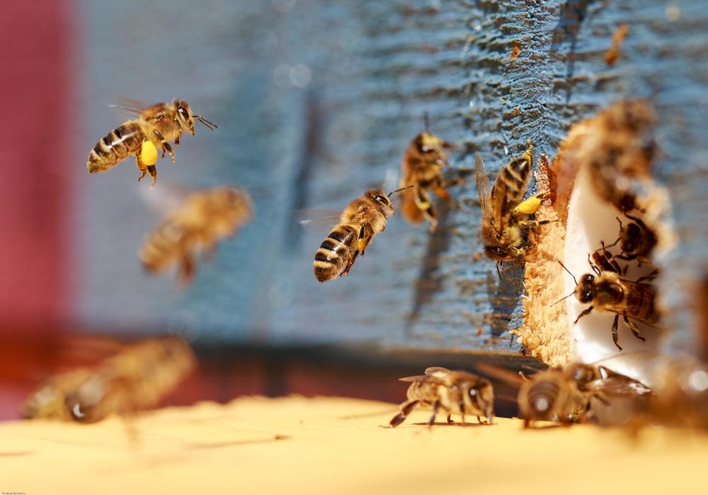 Honey Wolf Mesilasteraapia keskus