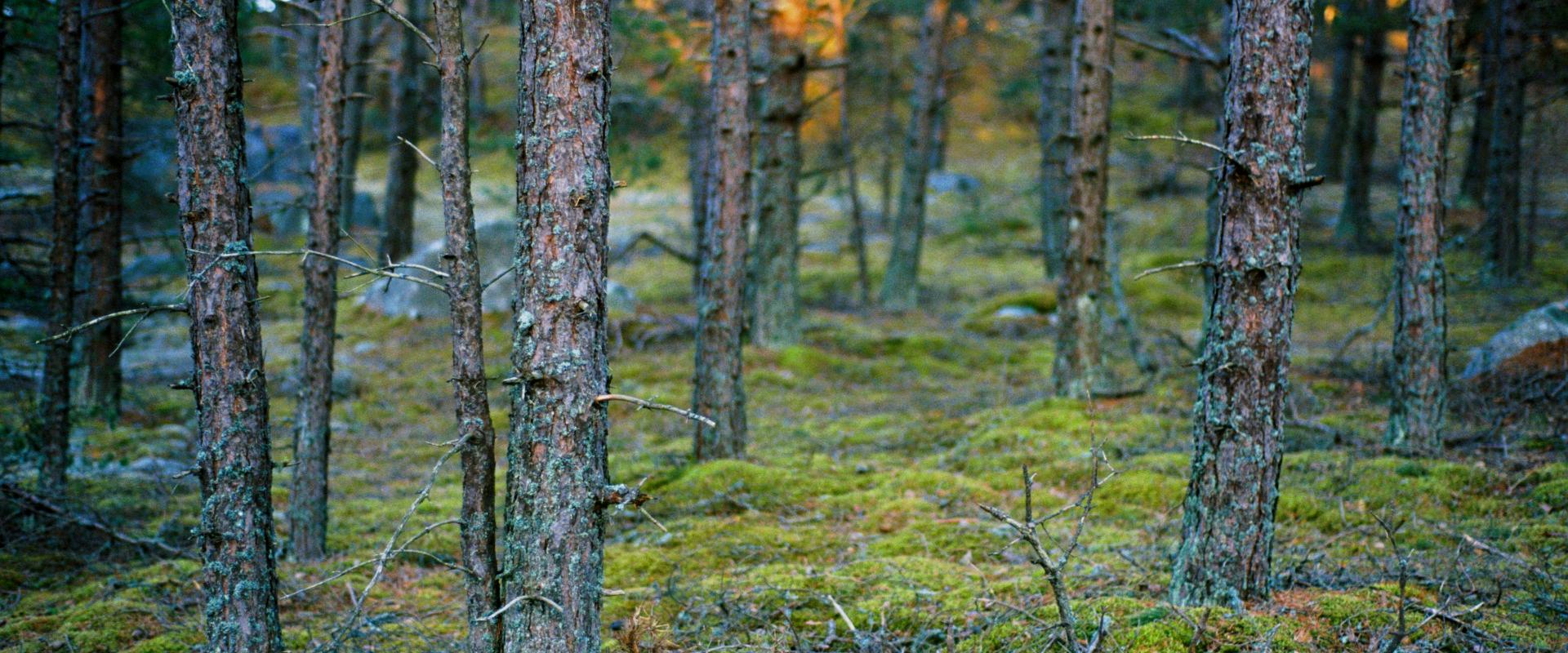 Pranglin saarikierros virtuaalisen oppaan kanssa