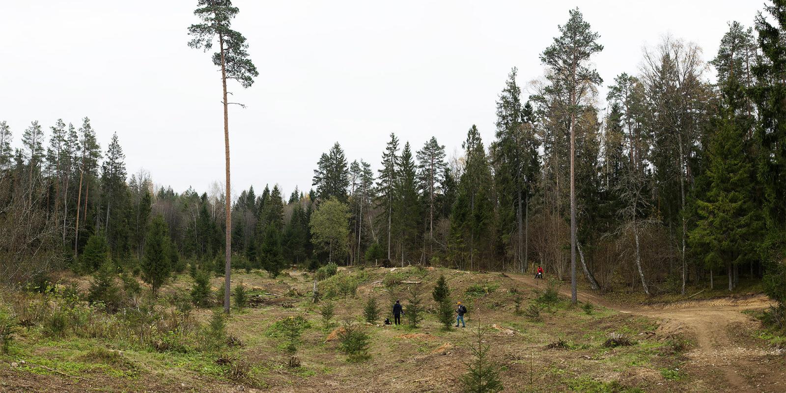 Paunküla Heaolukeskuse discgolfi rada