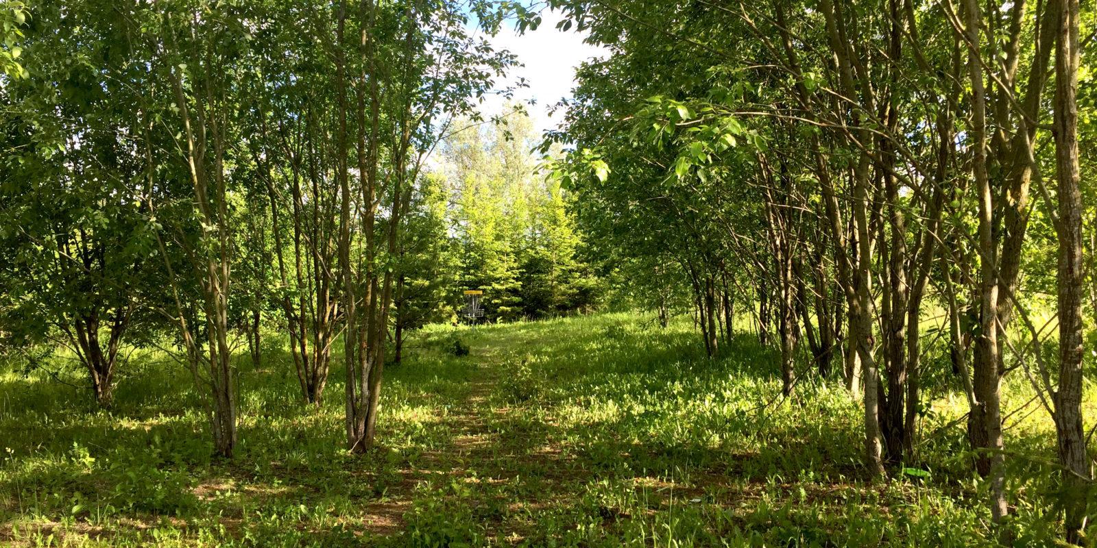 Kuningamäe discgolfi park