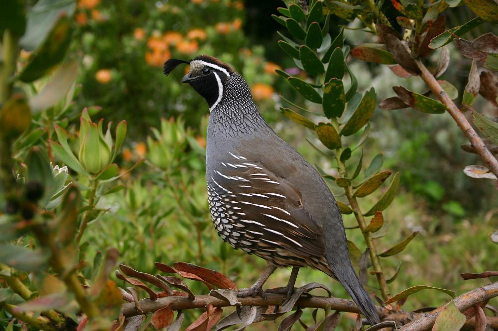 Vogelfarm Küti-Uuetoa