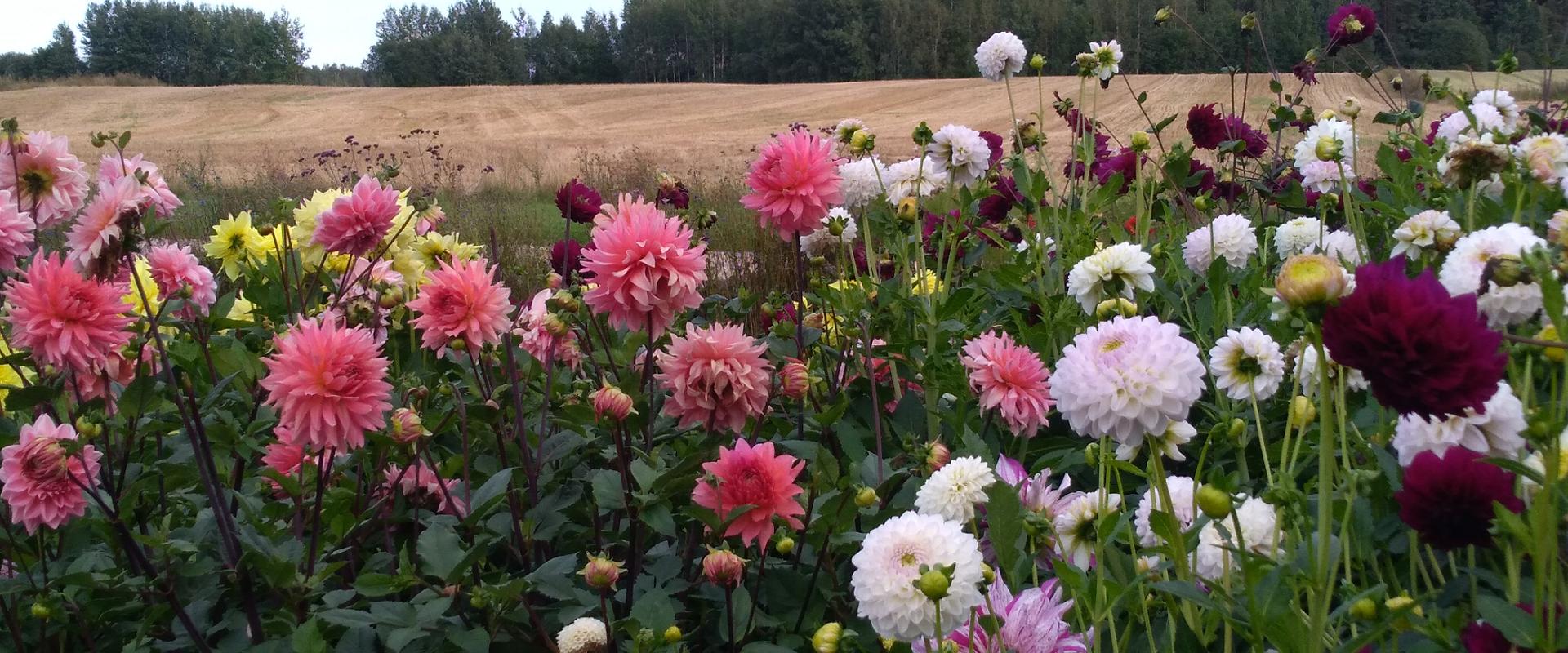 Der Garten auf dem Bauernhof Mikko