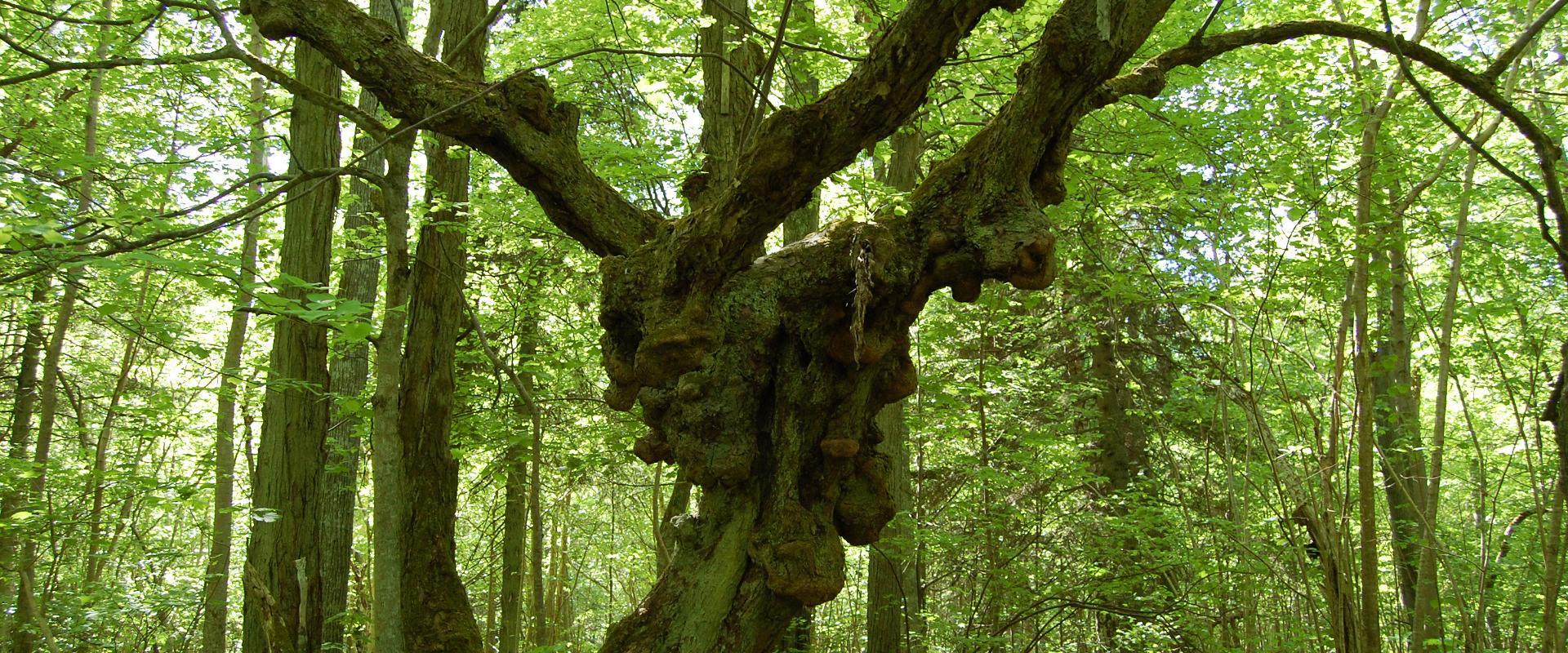 Abruka Nature Trails