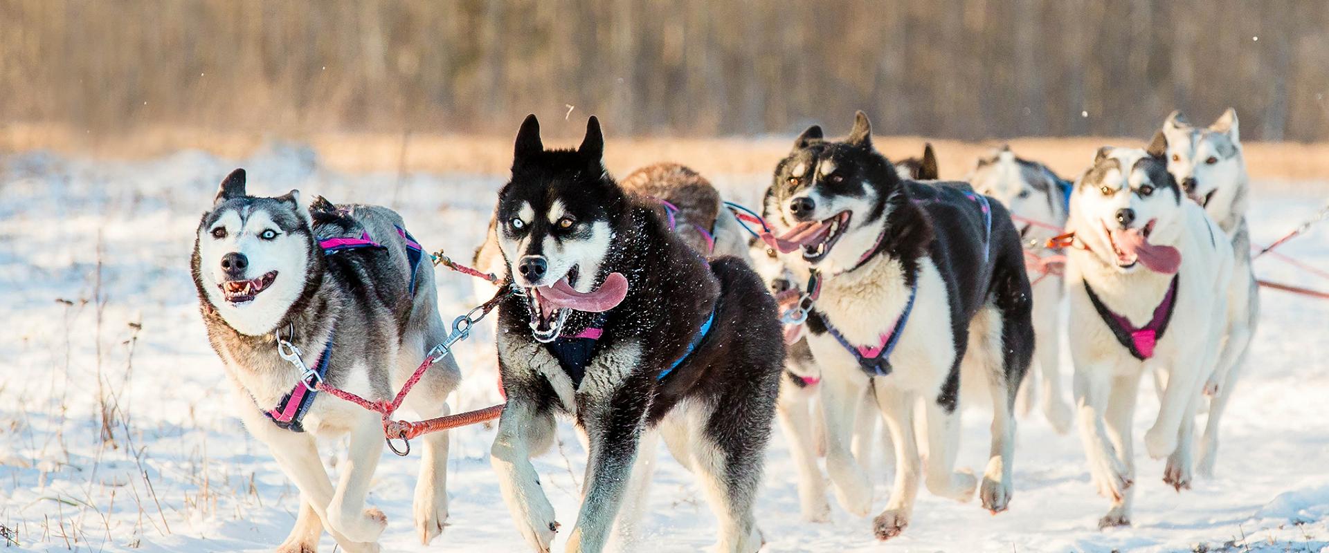 Vetokoirien perhetila Huskypark - odotamme sinua kylään!