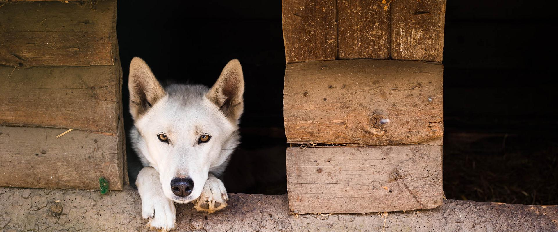 Vetokoirien perhetila Huskypark - odotamme sinua kylään!