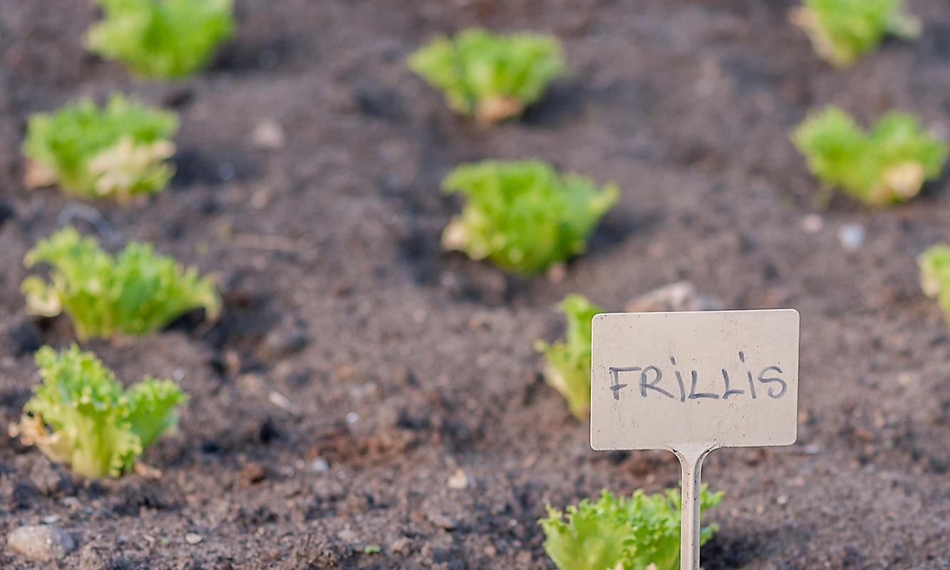 Klaara-Manni Workshop für ehrlichen Gartenbau