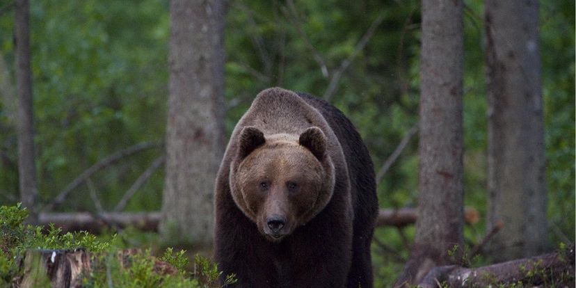 Loodusreis ‘Metsik Eesti’