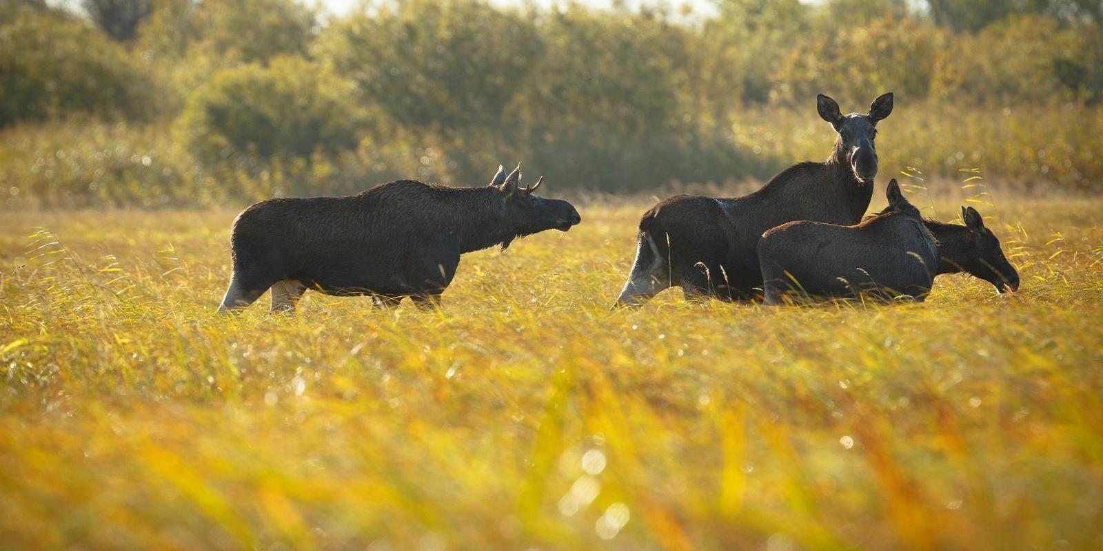 Loodusreis 'Metsik Eesti'